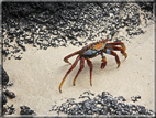 foto Flora e la fauna della Isole Galapagos